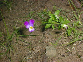 I don't know the name of this weed.