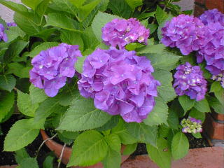 hydrangea