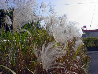 Japanese pampas grass