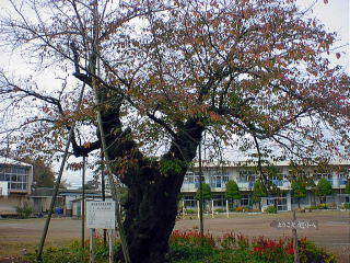 cherry tree in November