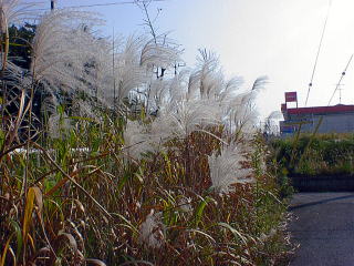 Japanese pampas grass