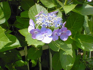 another next door's hydrangea