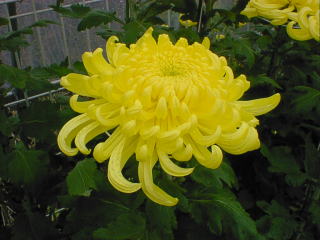 chrysanthemum-04