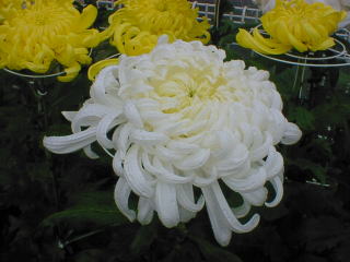 chrysanthemum-02