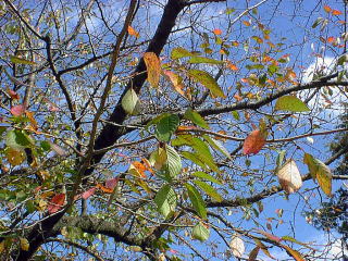 cherry tree in November