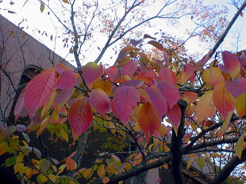 leaves are turning to red.