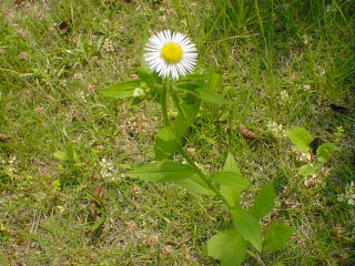 I don't know the name of this weed.