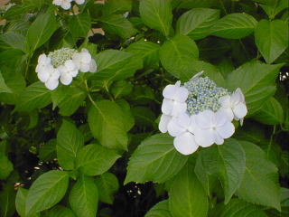 Hydrangea