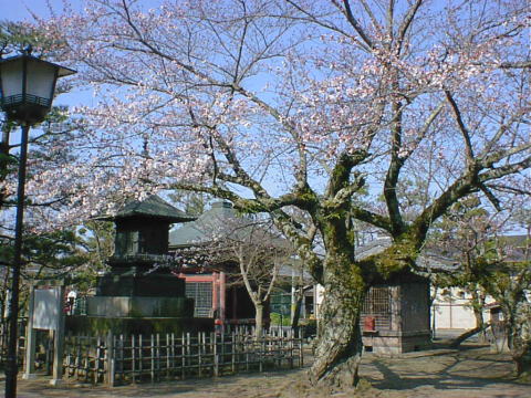 Cherry trees