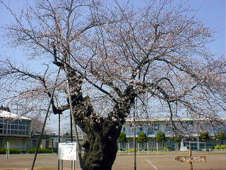 cherry tree in March