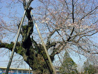 cherry tree in March