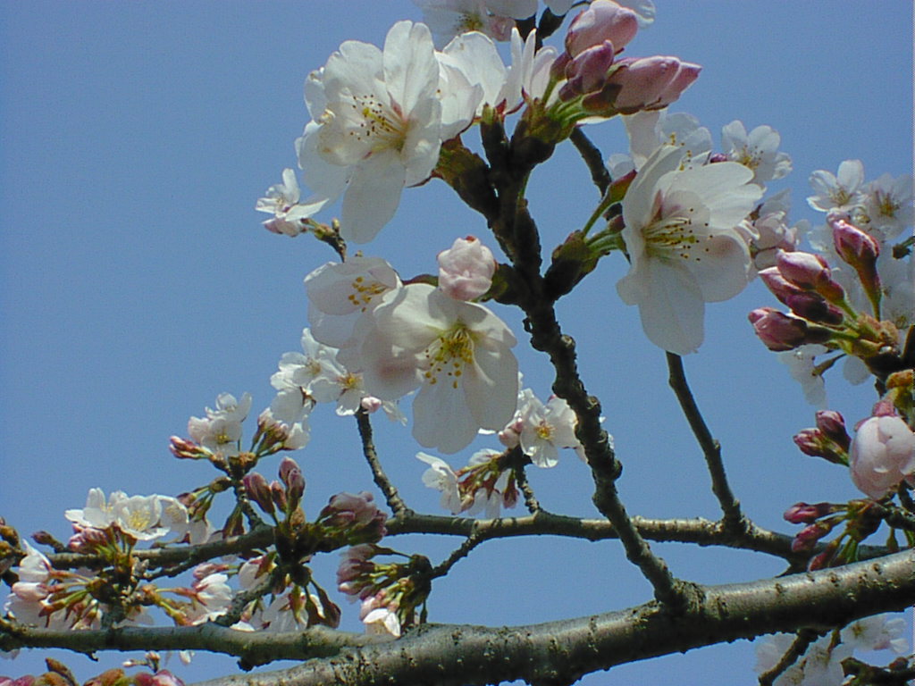  cherry blossom