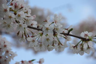 cherry blossom