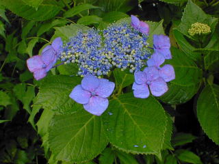 another next door's hydrangea