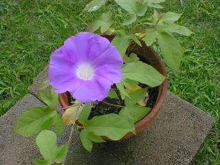 a morning glory