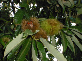 chestnut