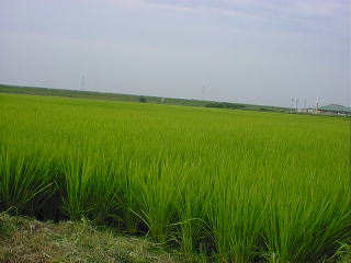 paddy fields