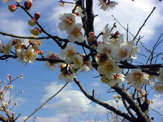 plum tree blossom