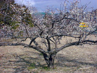 Japanese apricot
