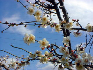 plum tree blossom