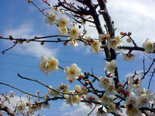 plum tree blossom