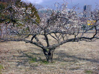 Japanese apricot