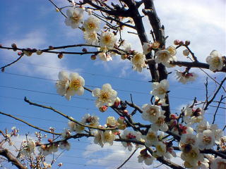 plum tree blossom