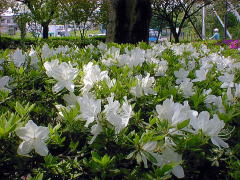 Azalea