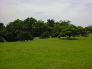 Sakura garden