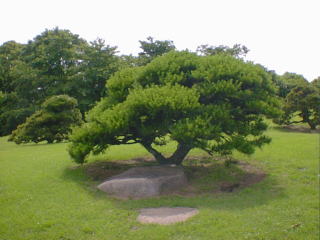 Sakura garden