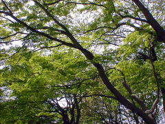 Fresh Green leaves