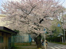 Cherry Tree