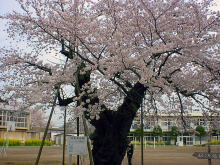 Cherry Tree