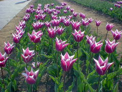 tulips