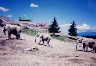 Gunma Safari Land