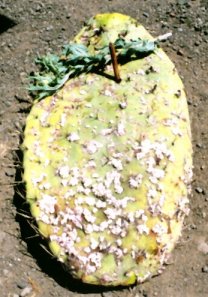 �T�{�e���̗t�ɂ�����