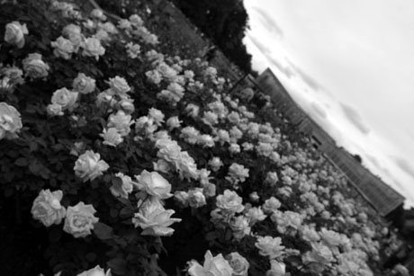 D60&EF16-35