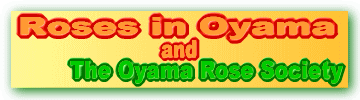 Roses in Oyama