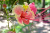 コタキナバルの花々