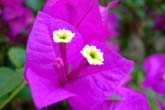 コタキナバルの花々