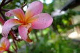 コタキナバルの花々