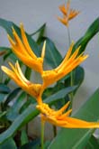 コタキナバルの花々