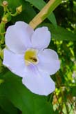 コタキナバルの花々