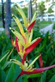 コタキナバルの花々