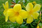 コタキナバルの花々
