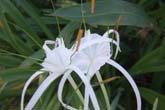 コタキナバルの花々