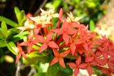 コタキナバルの花々