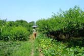 陽山の水蜜桃：クリックで拡大