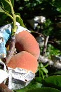 陽山の水蜜桃：クリックで拡大