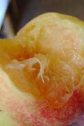 陽山の水蜜桃：クリックで拡大